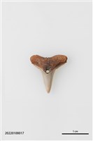 藏品(鯊魚牙墜飾)的圖片